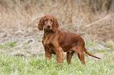 SETTER IRLANDAIS 231